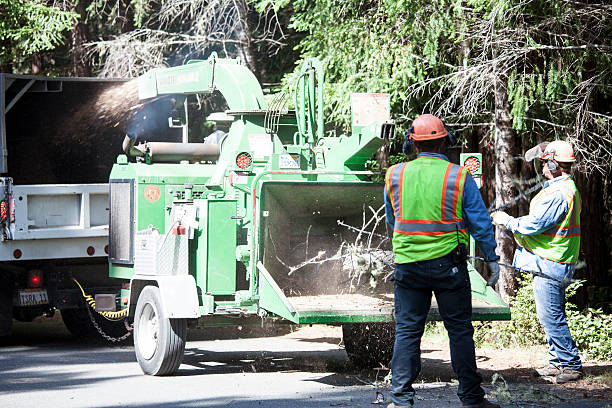 Tree Removal Services